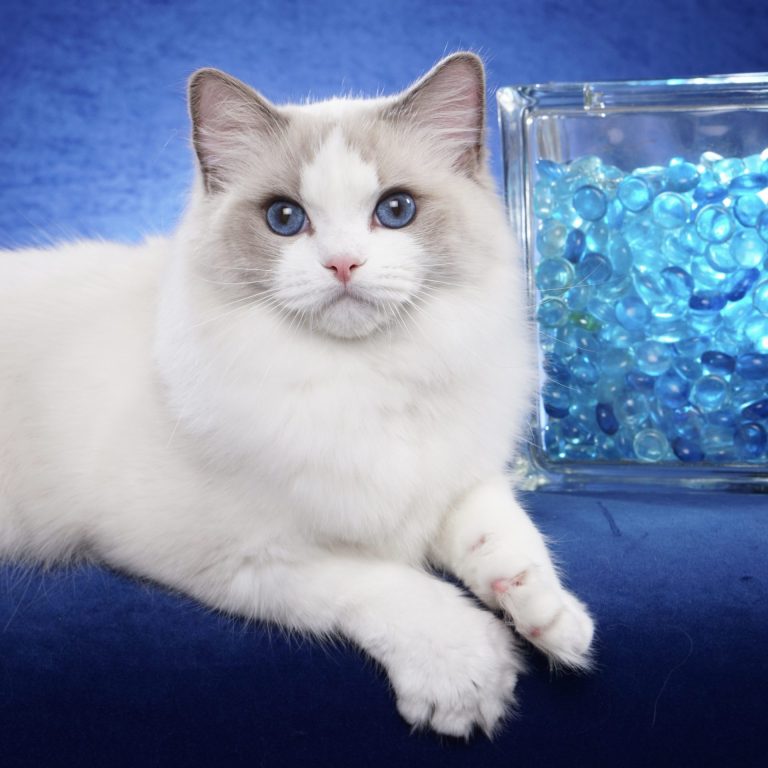 RagPurfect Ragdolls – NYC Area | TICA & CFA Registered