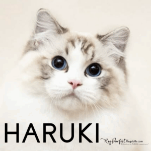 Haruki headshot