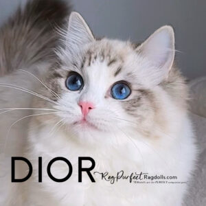 Lusodolls Dior