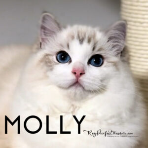 Rockinblues Uptown Girl (Molly)